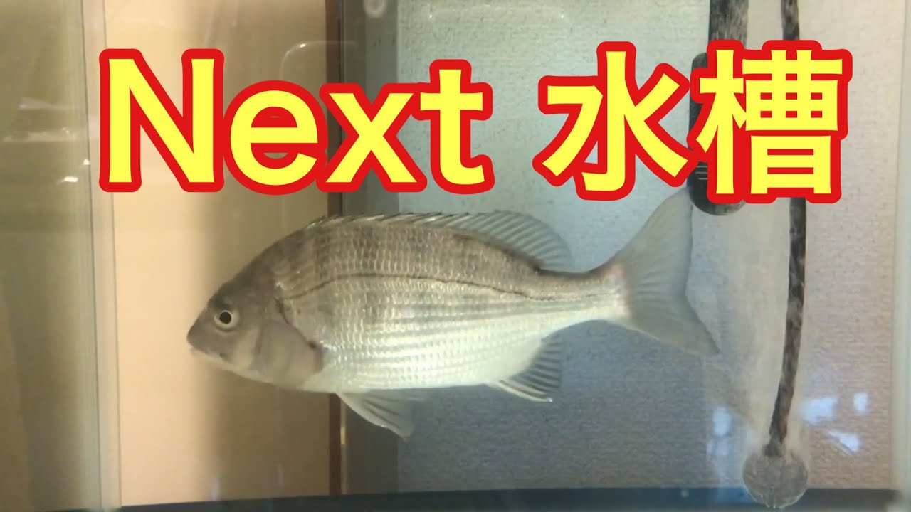 黒鯛水槽 水槽立ち上げから1年半 Youtube