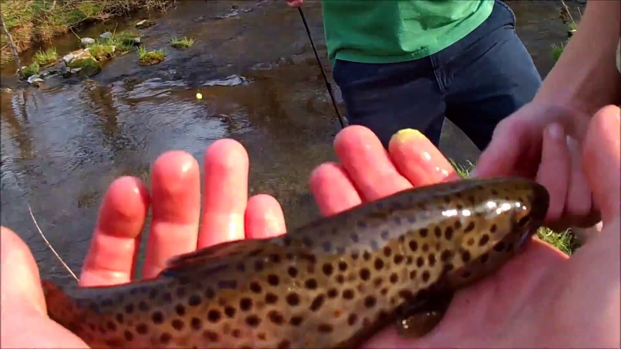 Trout Fishing at Donegal Creek (Lancaster County PA) YouTube
