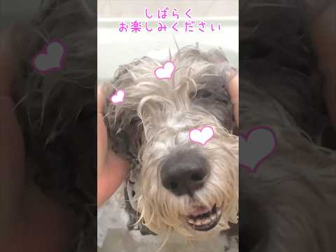 ねぇ!みて!シャンプー中のうっとり顔「お風呂大好き❤︎愛犬ぽち」#shorts #かわいい犬 #cute #犬 #dog #犬のいる暮らし #petitbasset #bitstarアカデミー