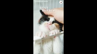 【保護した子猫はスーパー甘え上手♪】優しすぎるナデナデに思わずお顔が…(*´ω｀)♡