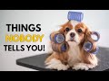 5 Things NOBODY Tells You About Owning a Cavalier King Charles Spaniel