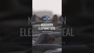 Meet the Northern Elephant Seal
❗️Interrupting your scroll with nearly 4,400 pounds of seal❗️
🦭 Stop and take a moment to learn about the Northern Elephant Seal in all of its glory. Amaze your friends with some hot facts and figures about these nasal forward pinnipeds!
Learn more about these hefty units 👉 https://www.fisheries.noaa.gov/species/northern-elephant-seal.
🎥: Nick Zachar/NOAA
#EarthIsBlue #ElephantSeals #MontereyBay #Seals #Ocean Meet the Northern Elephant Seal