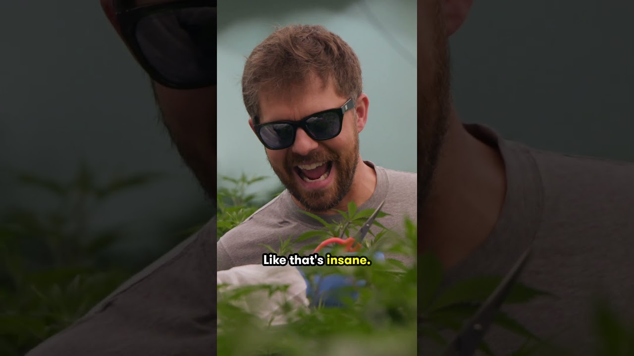 This Cannabis Strain Bleeds Red...