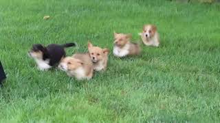 Welsh Corgi Puppies For Sale
