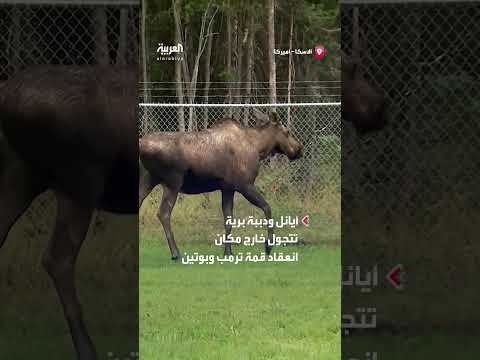 حيوانات برية تظهر قرب مقر قمة ألاسكا