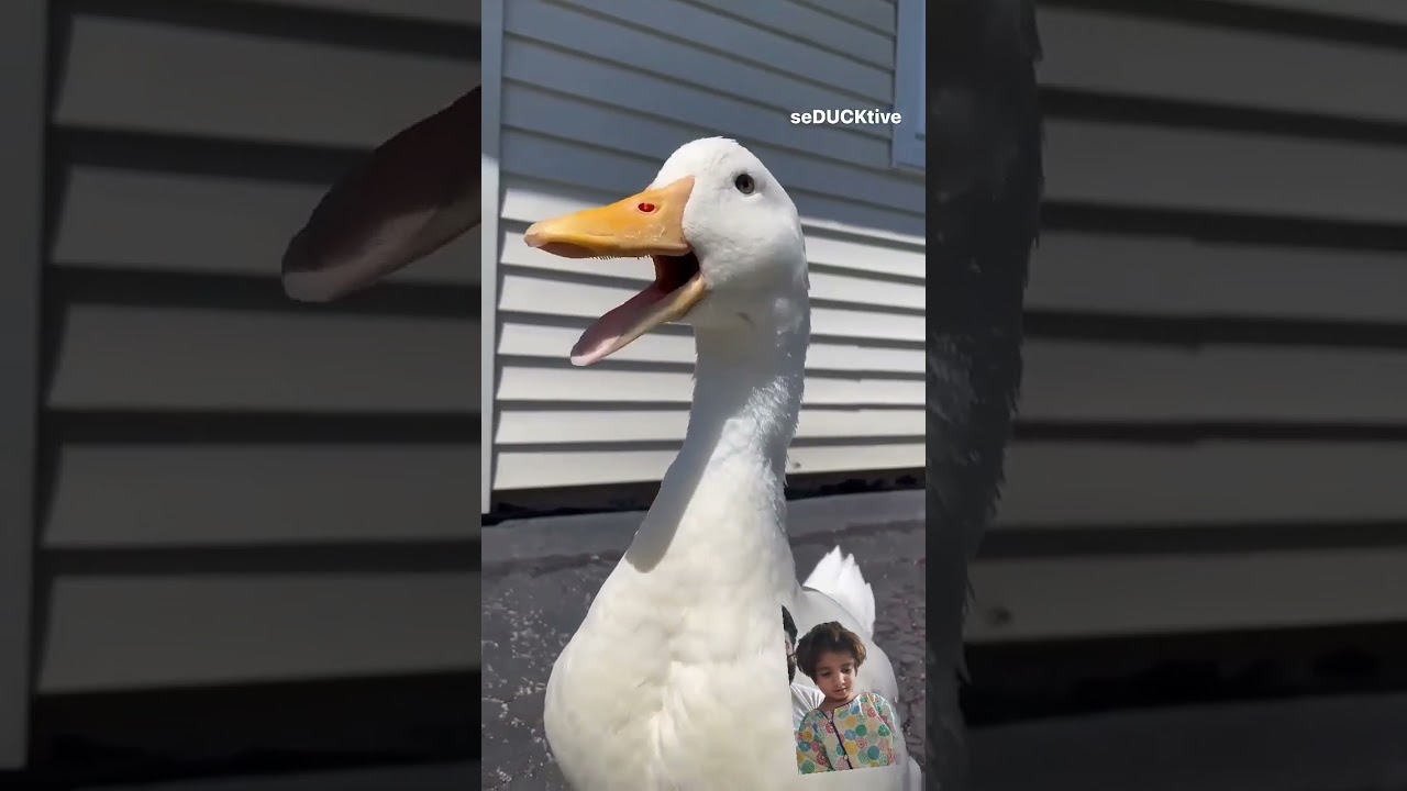 Quake Quake cute duck 