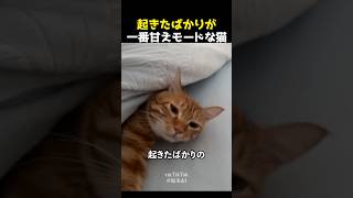 起きたばかりが一番甘えモードな猫