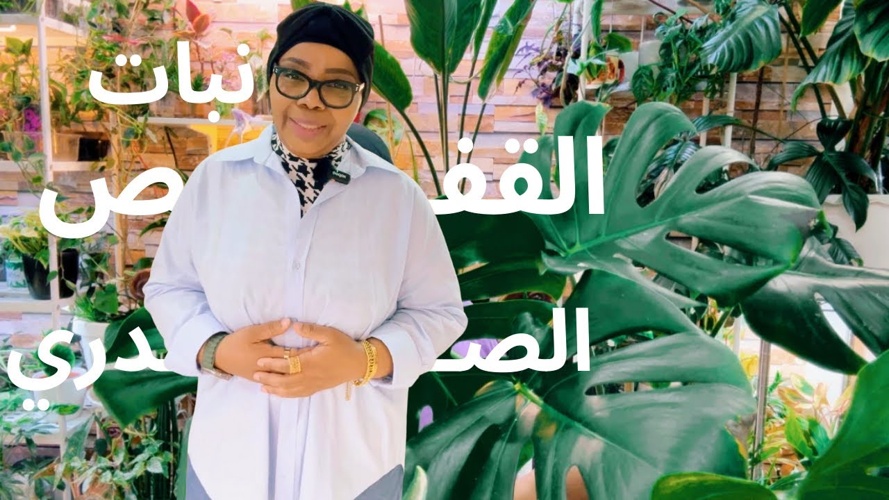 كيف العناية والاهتمام نبات القفص الصدري المونستيرا