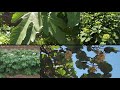 メイ フラワー スライドショー「お気に入り」