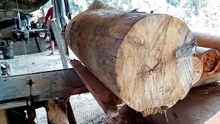 Menggergaji kayu petai yang sudah kering