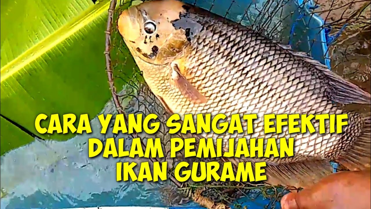 CARA PEMIJAHAN IKAN GURAME YANG SANGAT EFEKTIF