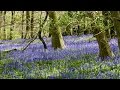 GH4 Bluebells in Aston Wood Oxfordshire 1st May 2016