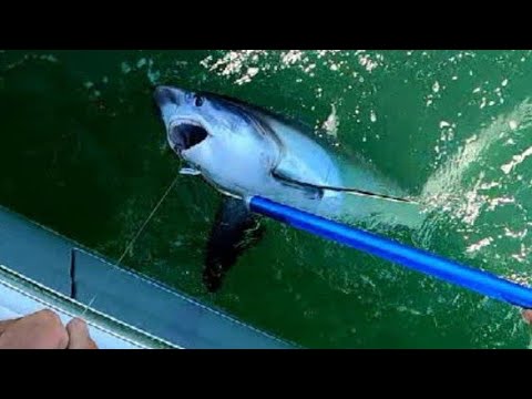 Thresher Shark off Sandy Hook! 