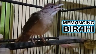 Pancingan Kapas tembak belajar bunyi