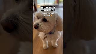 Download Lagu Say hello! 👋 #shorts #dogs MP3