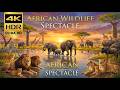 Wild Beauty Of Africa 4K | The Ultimate Safari Experience | Savanna Animals