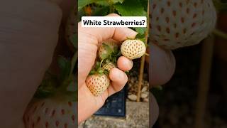 White Strawberries?! First ever Pineberry harvest! 🤤 #berries #harvest #growyourownfood