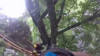 Oops in the tree