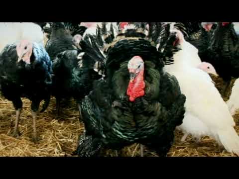 Turkey shopping - Gordon Ramsay