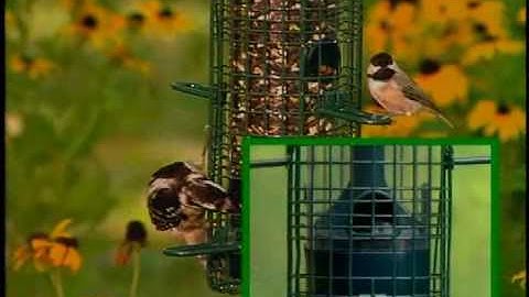 Squirrel Buster Classic.mp4