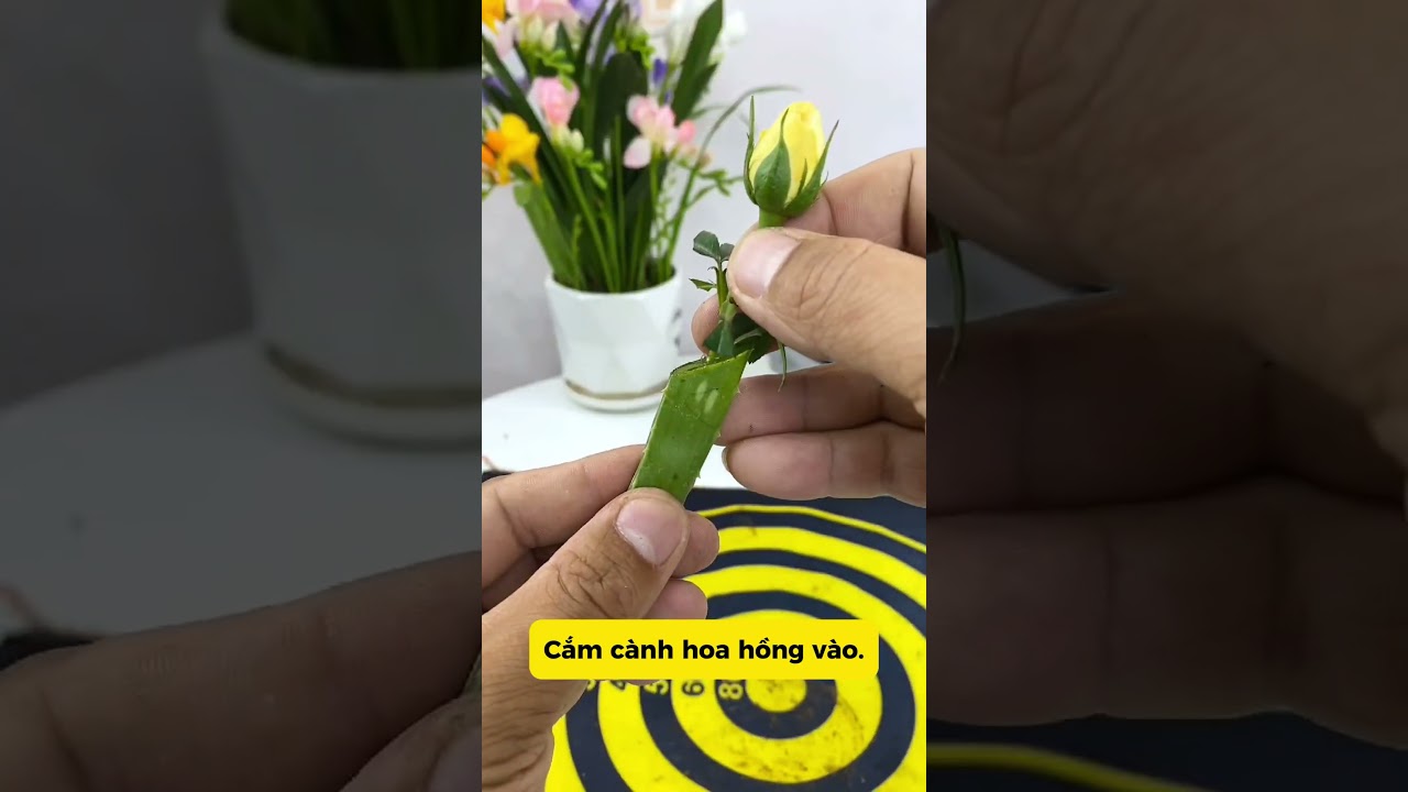 Mẹo chiết cây hồng đơn giản 