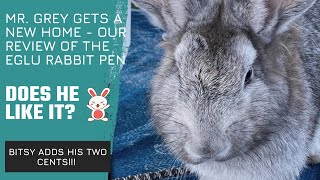 I Bought Mr. Earl Grey an Eglu Rabbit Hutch - Our Review