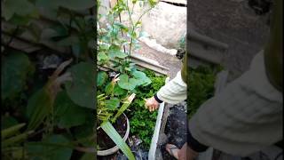 Download Lagu Beginilah enaknya punya Ortu seneng bertani 🤗 MP3