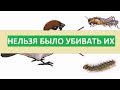 40 000 000 Китайцев умерли от голода из-за геноцида воробьёв