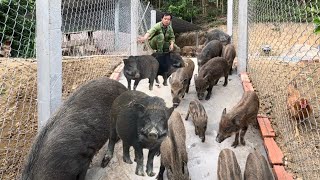 Expand the farm area. Let wild boars roam freely