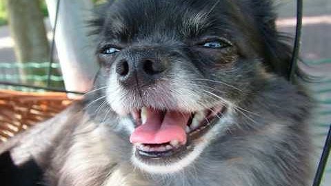 Trying OpenShot Video Editor on Ubuntu 16.04