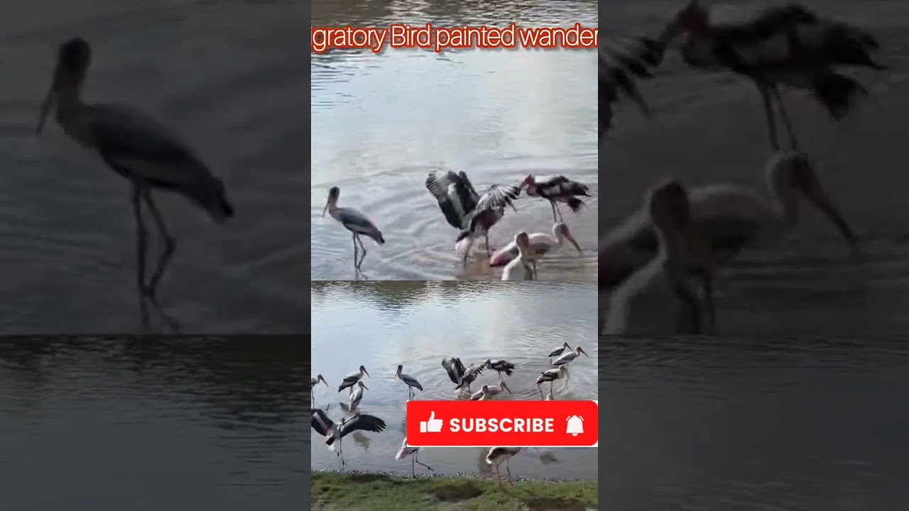 #Migratory Birds🦆🦆#shorts🦆#please subscribe