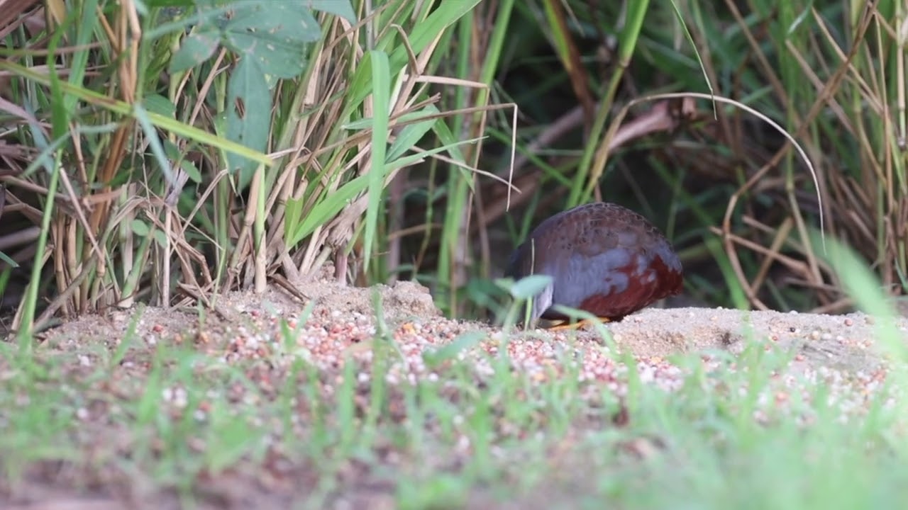 Elusive King quail male