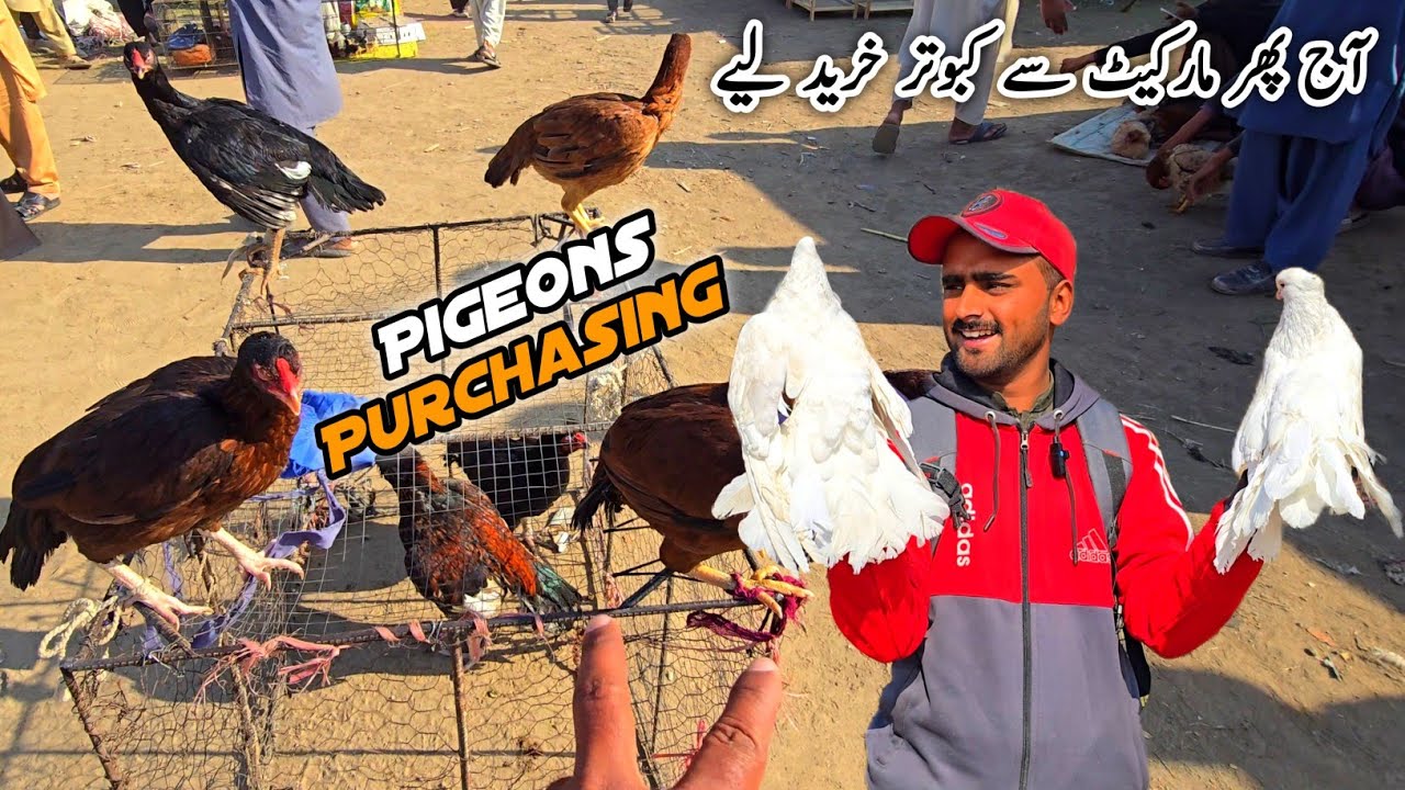 Mandi Se New Pigeons Purchase Kiy MB Vlogs 