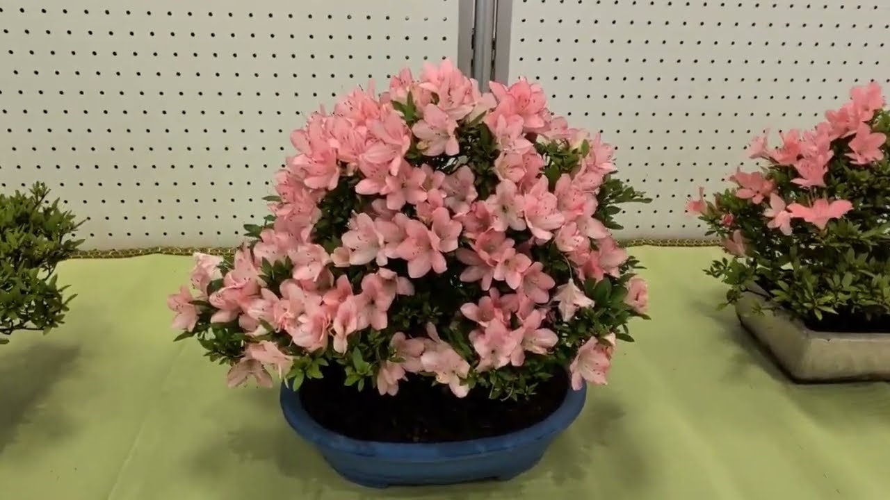 第50回いびがわ花と緑のまつり】 素晴らしいさつき盆栽、良かったです