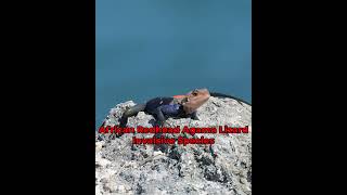 African Redhead Agama Lizard African Redhead Agama Lizard