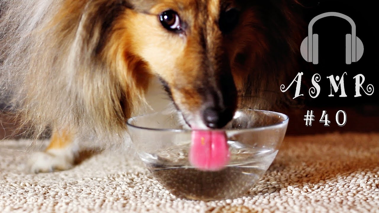40 Dog Drinking Water Relaxing Sounds Sheltie Shetland Sheepdog YouTube