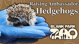Raising Ambassador Hedgehogs