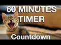 60 minute countdown timer high quality  no midadds