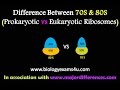 Understanding 70S and 80S Ribosomes