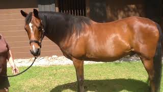 Horsin' Around School Days - Basic Colors of the Horse