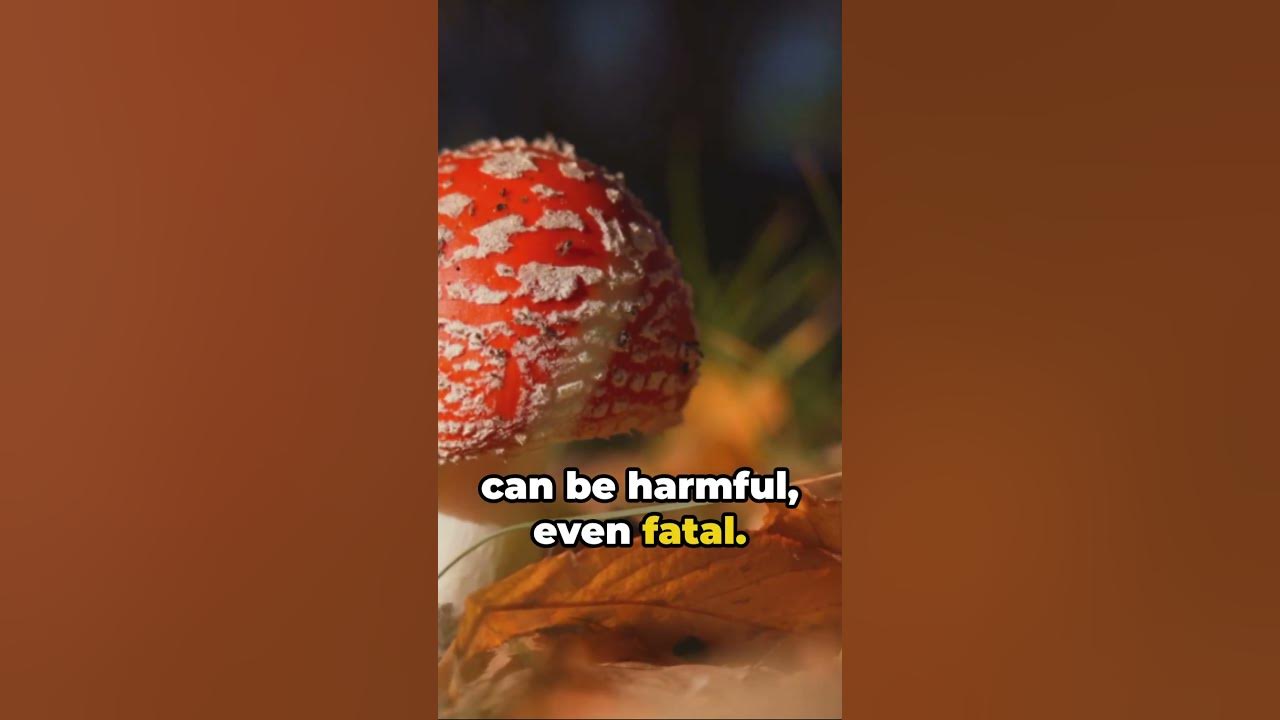 10 Most Poisonous Foods In The World