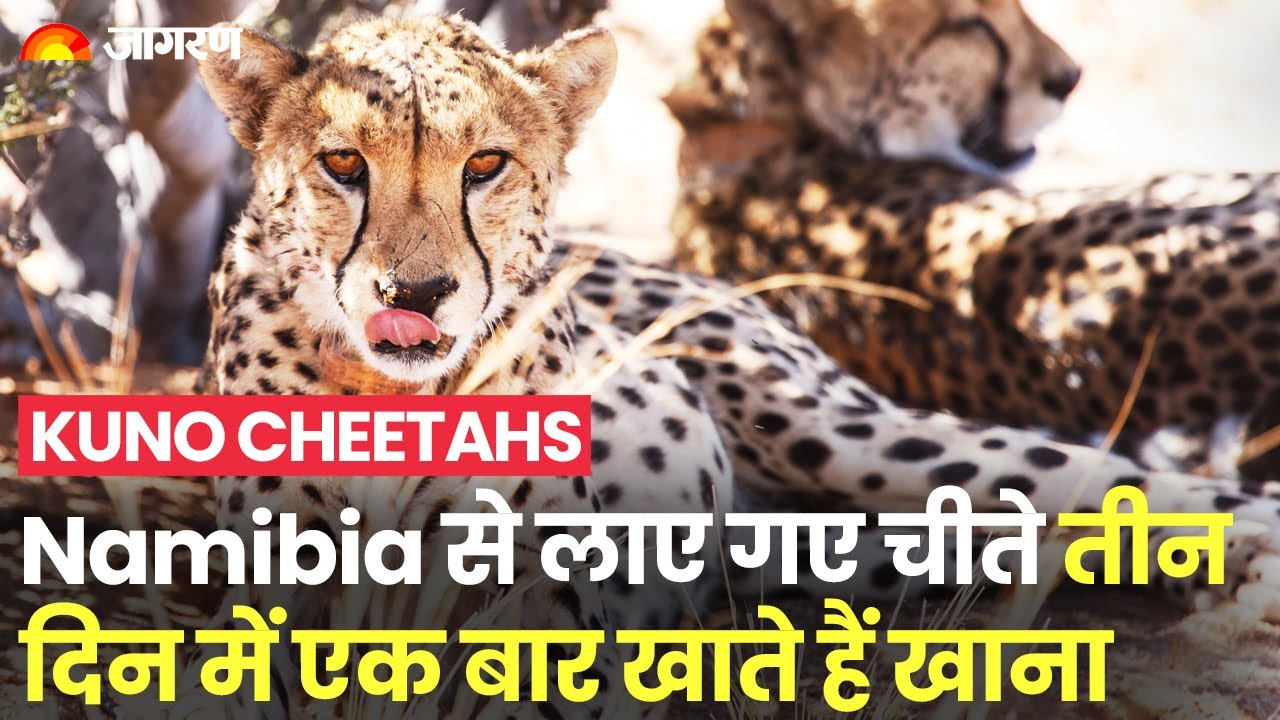 Kuno Cheetahs : Cheetahs brought from Namibia in India, they eat food