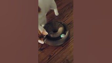 🤯 My Cat LOVES This! | Jetczo Cat Organ Scratching Toy Review