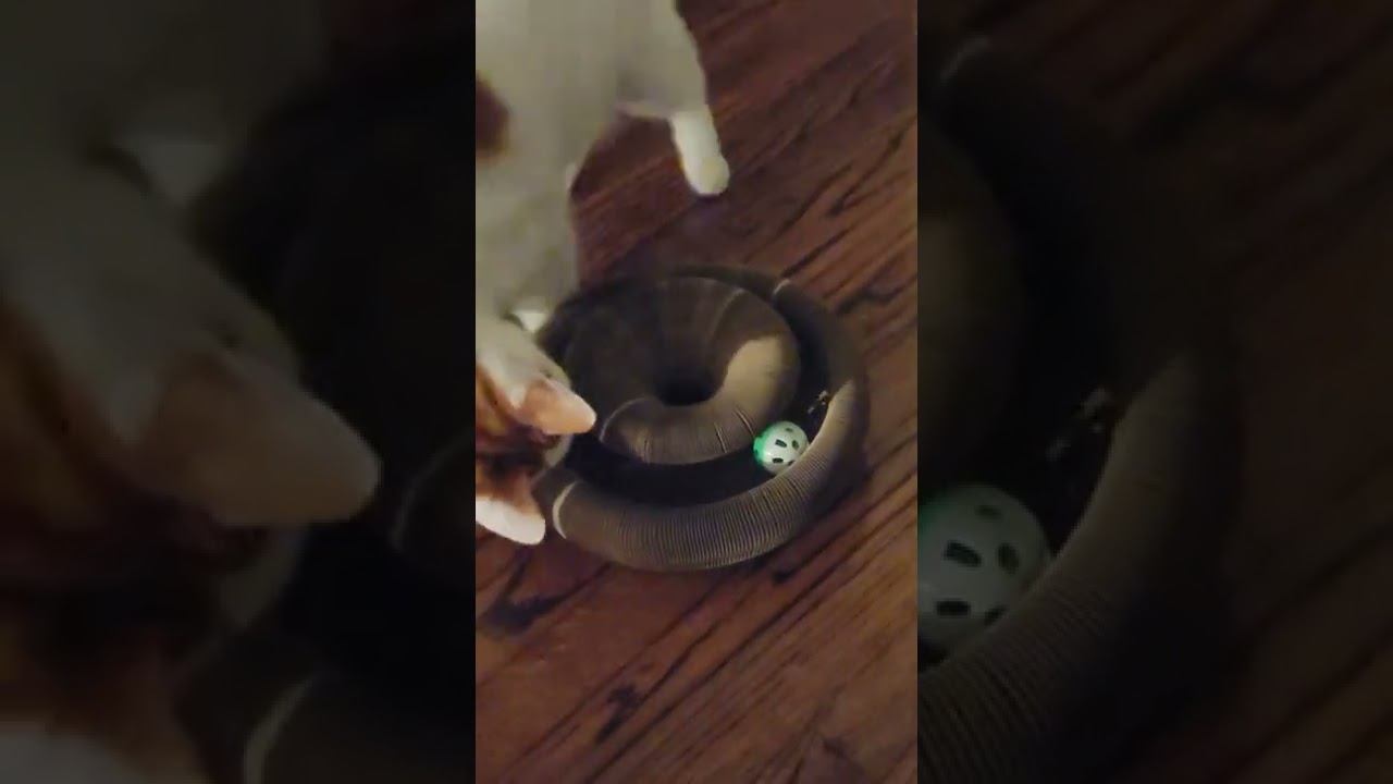 🤯 My Cat LOVES This! | Jetczo Cat Organ Scratching Toy Review