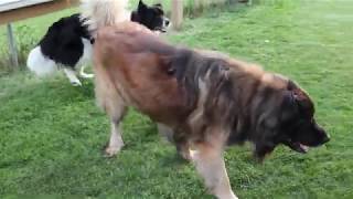 Leonberger wrestling Husky Mix by SquishStine 842 views 3 years ago 52 seconds