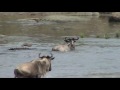 Serengeti: Battle at the Mara river; Great migration in the Serengeti