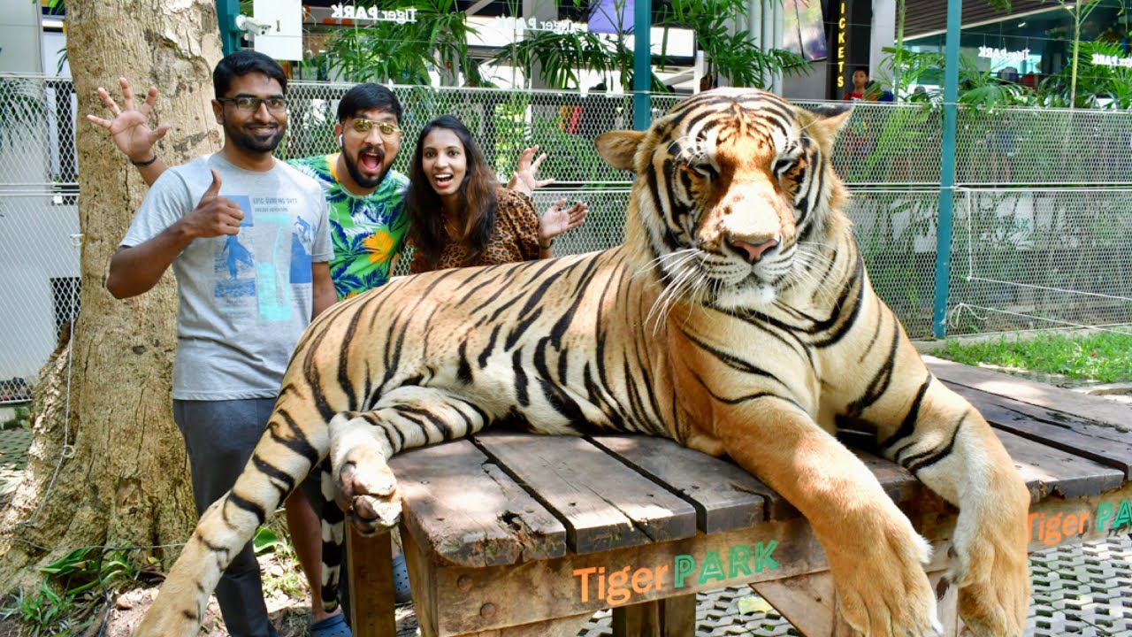 Tiger Park Pattaya Thailand Lifetime Experience tiger-park-pattaya-thailand-lifetime-experience