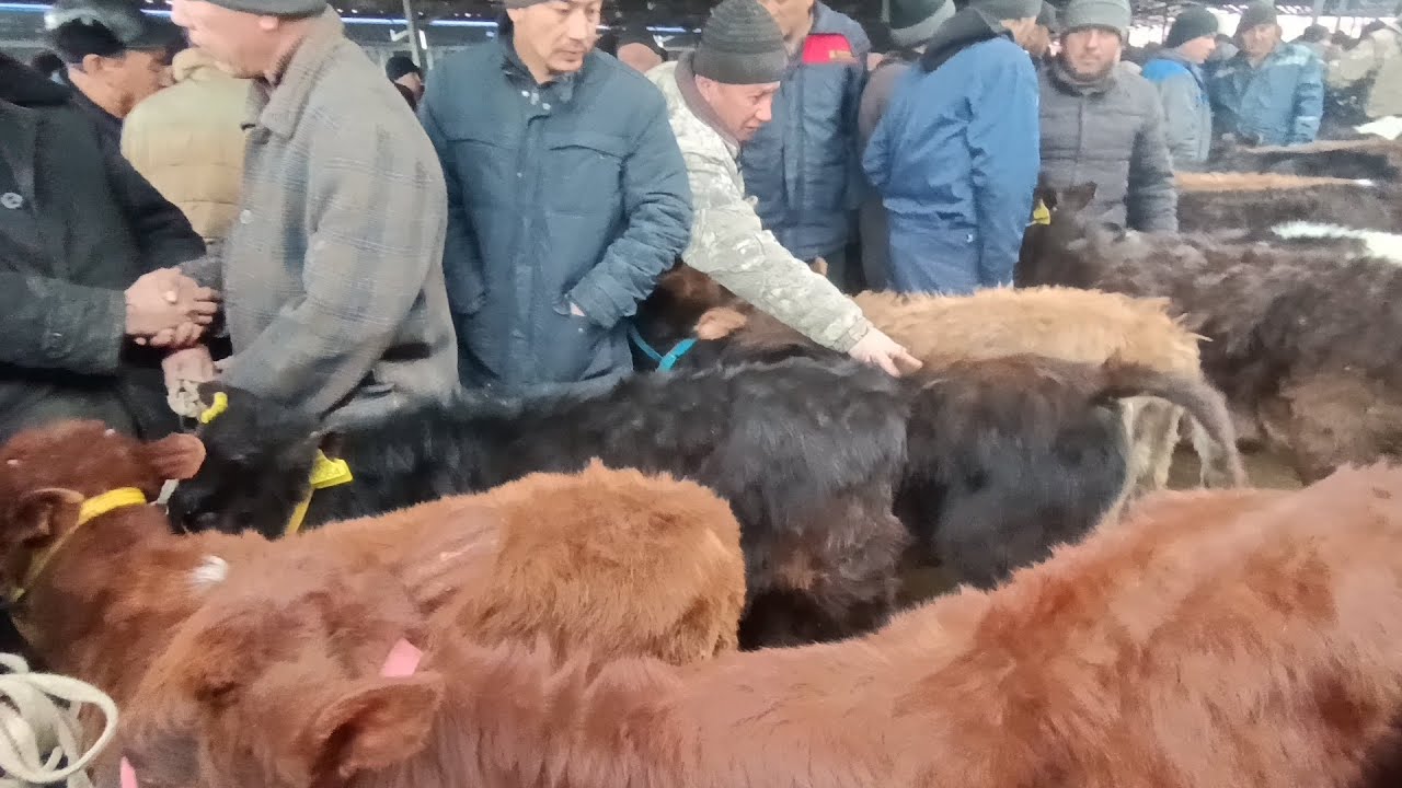 она сути оғзидан кетмаган безаклар нархи Кечтирилган видео 2 (11.01.2026 )