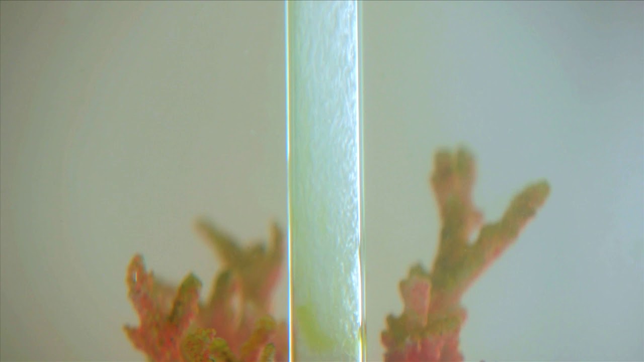 biOrb cleaning made simple YouTube