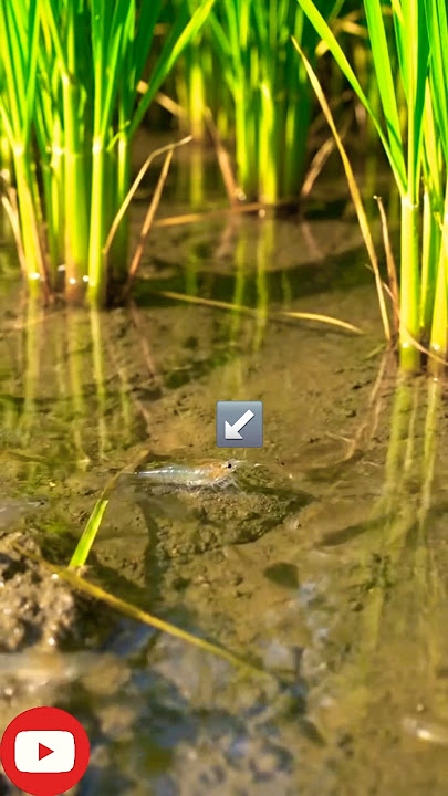 Small Shrimps in Shallow Water in Rice Fields। #shortsfeed #fishing #shorts